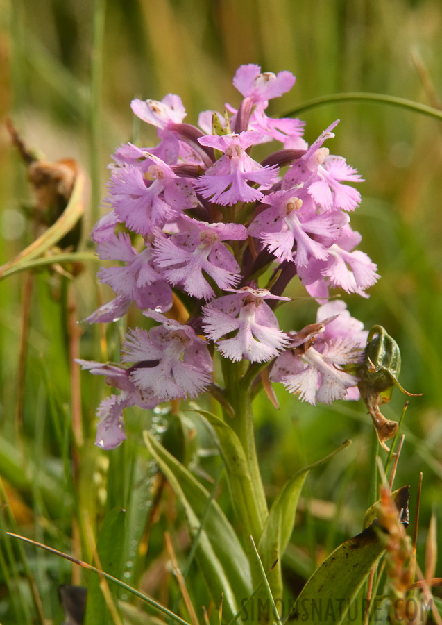 Platanthera psycodes [400 mm, 1/400 sec at f / 18, ISO 1600]